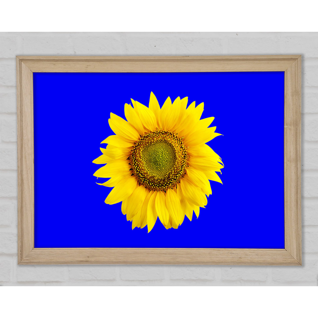 Sonnenblumenkopf auf Blau - Druck