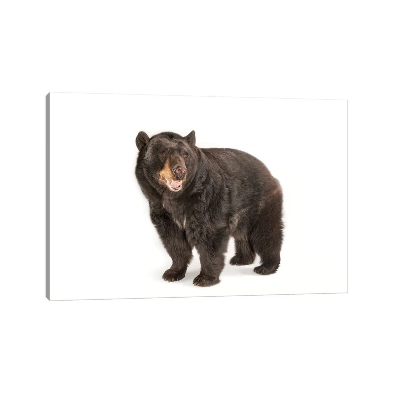 A Federally Threatened North American Black Bear At Omaha Zoo's Wildlife Safari Park by Joel Sartore - Gallery-Wrapped Canvas Giclée on Canvas