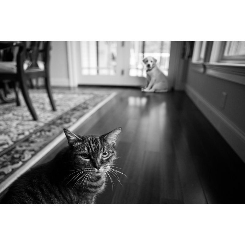 Cat And Puppy by Diane39 - Wrapped Canvas Print, 61cm H x 91cm W