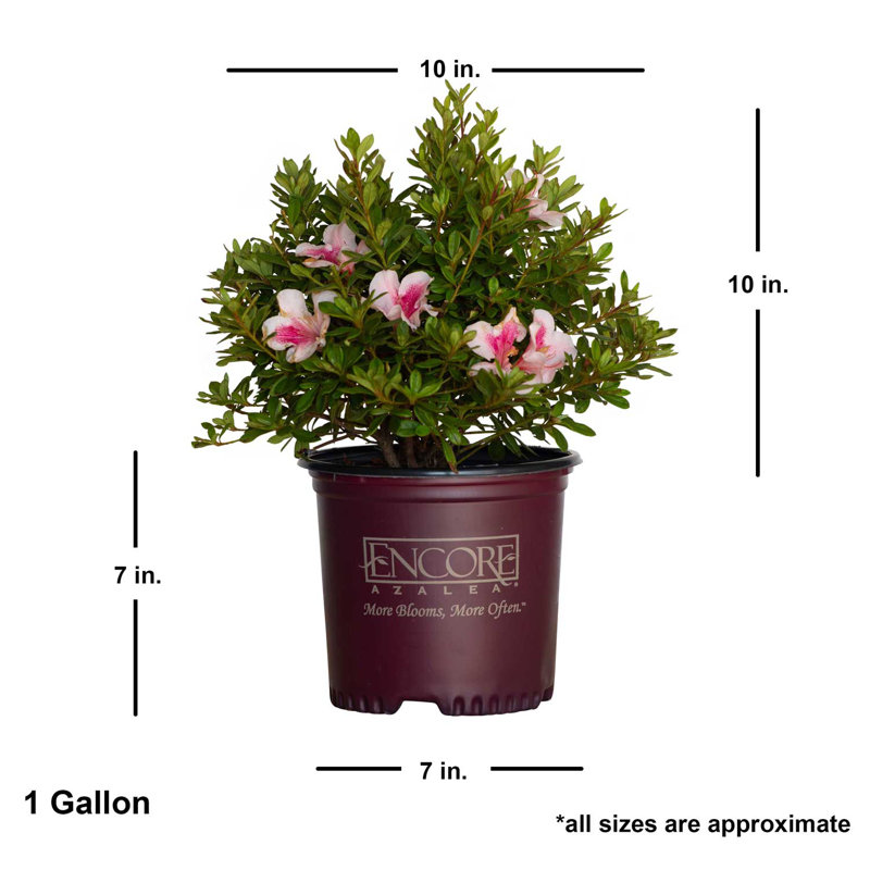 1 Gallon Autum Chiffon Encore Azalea Live Low Maintenance Plant