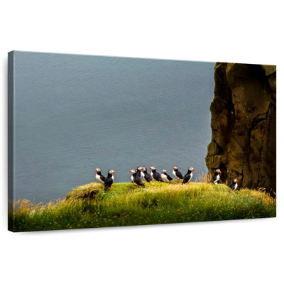 Crowle Cliff Puffin Birds