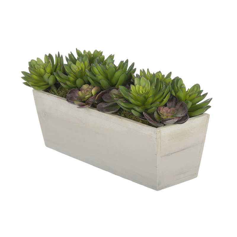 Succulent artificielle 4" en pot, Blanc