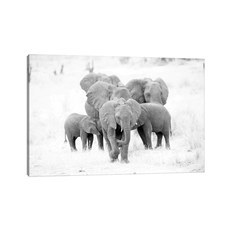 Elephant Family Black And White by David Whelan - Wrapped Canvas Gallery-Wrapped Canvas Giclée, 20.32 cm H x 30.48 cm W