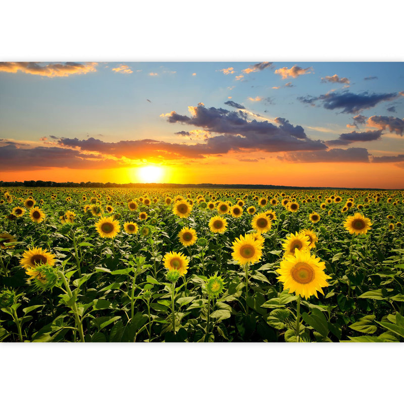 Champ de tournesols sur fond de champ auto-adhésif Sunset, L 66 po x l 96 po