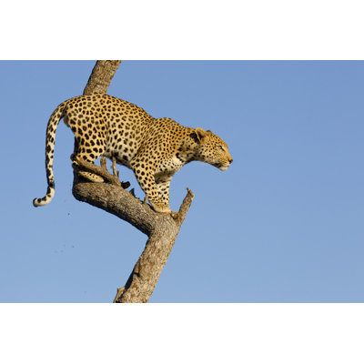 Leopard On Tree by StuPorts - Wrapped Canvas Print