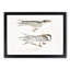 Illustration of Tern Birds by John Edward Gray - Picture Frame Painting Print-55579730-55579732