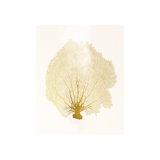 Blush Coral I Print by Sofia Fox