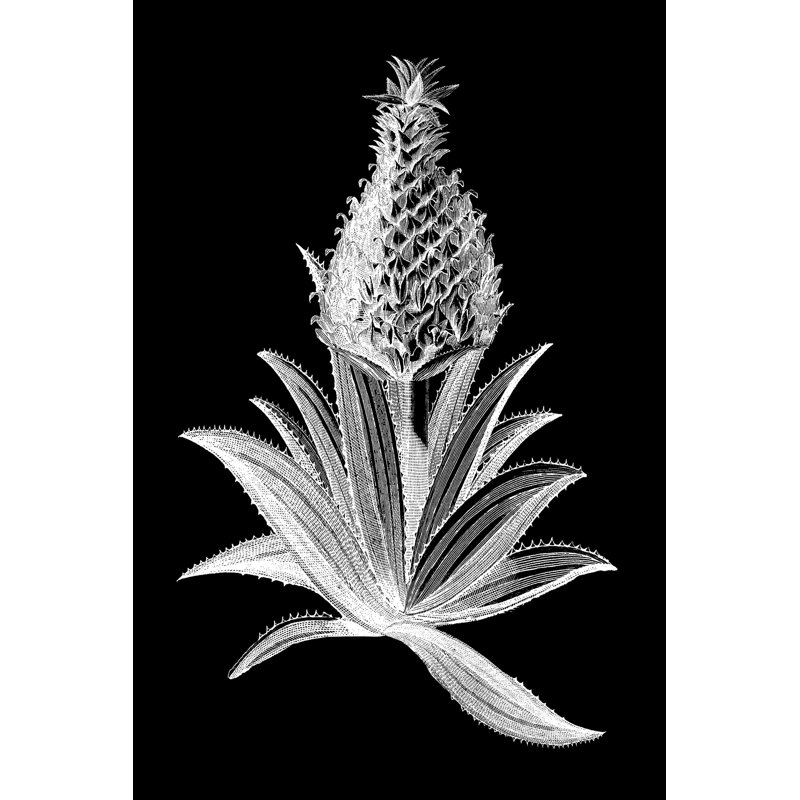 Ananas noir I, H 30 po x l 20 po