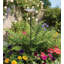 Piquet de jardin en fonte - Jonquille