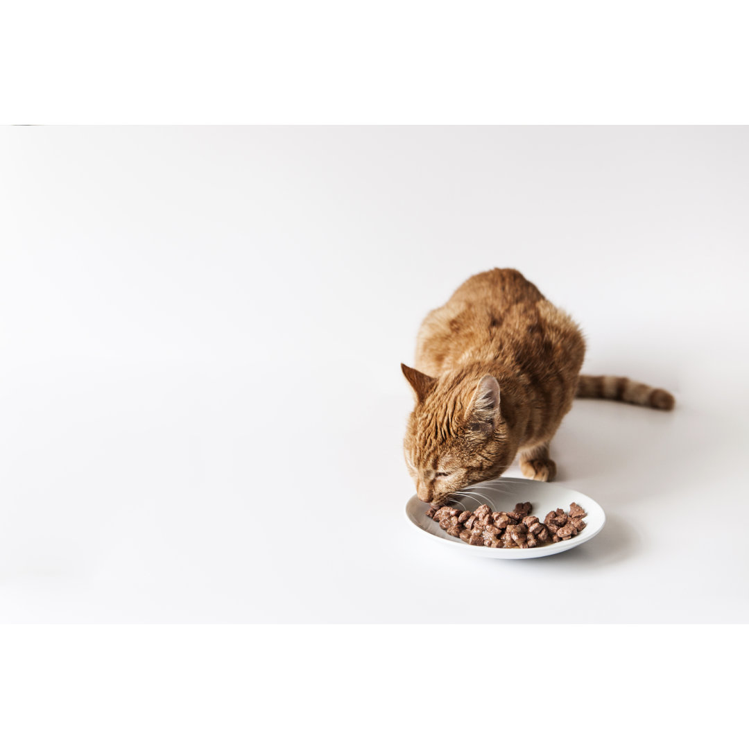 Leinwandbild Ginger Cat Eating Wet His Food