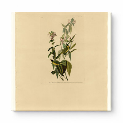 Green Black-capt Flycatcher, Plate CXXIV (1827–1838) — Square Canvas Wall Art