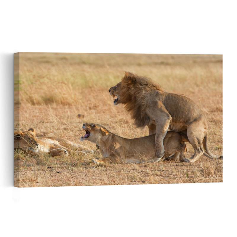 Wild Lions Mating Contemporary Cat Lion Nature Wildlife Wall Art Print, 101.6cm H x 152.4cm W