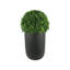 Outdoor UV-Rated Boxwood Ball in Fiberstone Planter