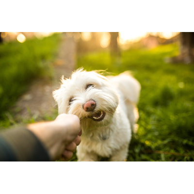Maltese Dog Biting a Stick by Miodrag Ignjatovic