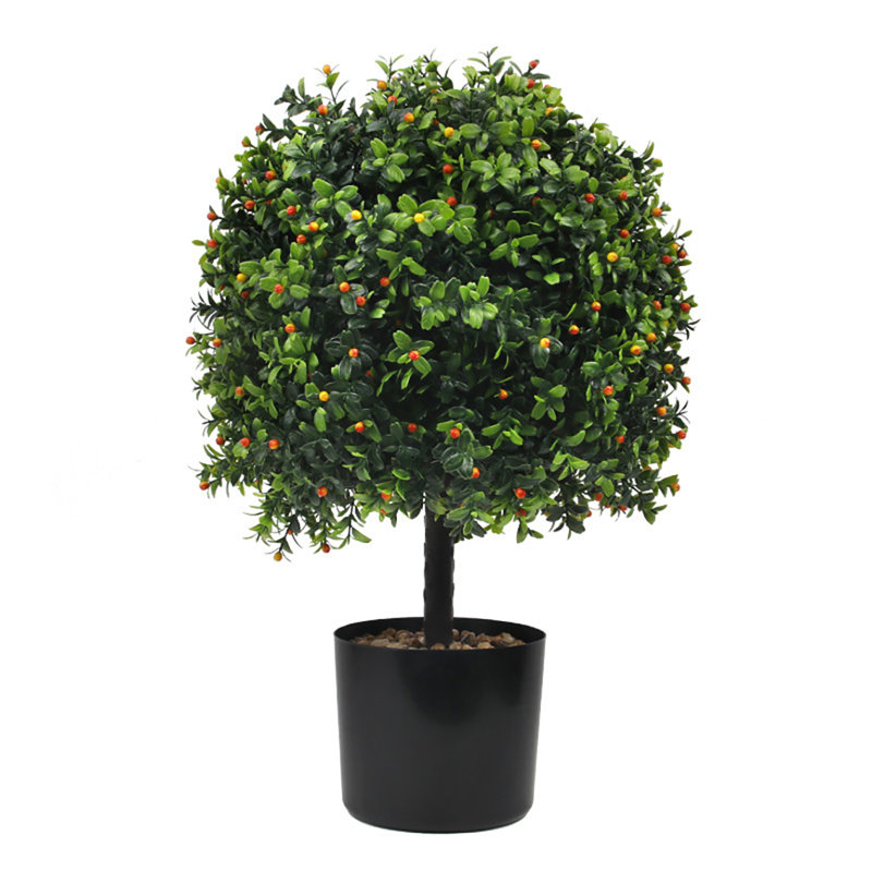 50.8cm Boxwood Plant