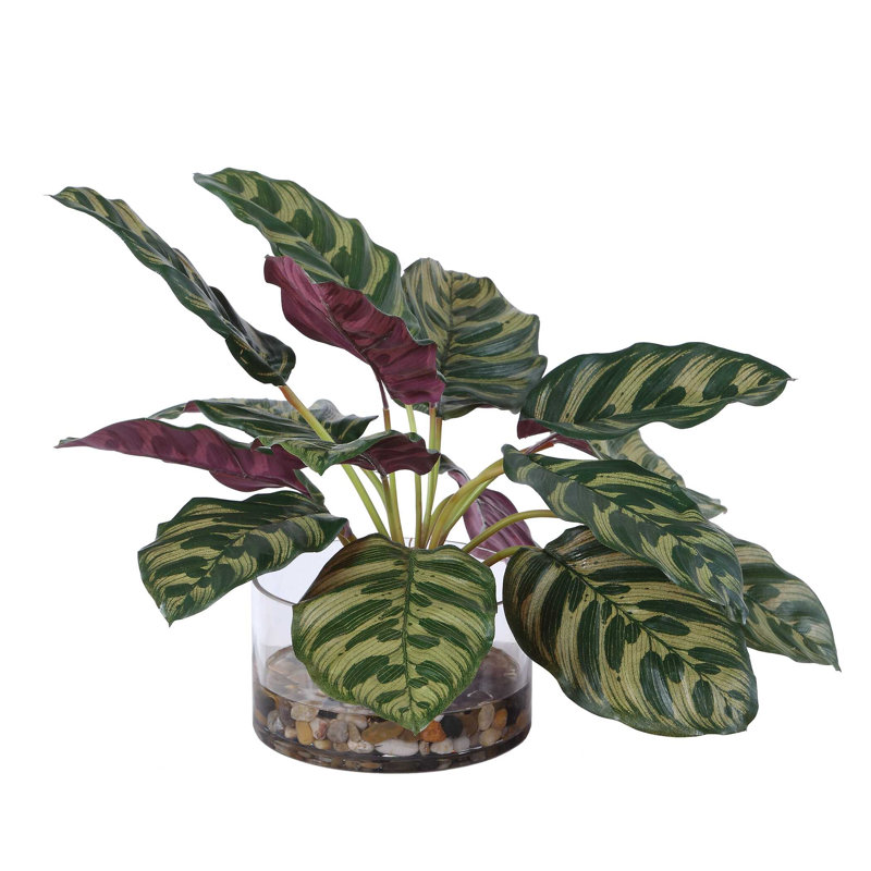 Plante de paon en accent