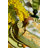 Sebring Napkins - Green & Yellow - 19" x 19" -934100638