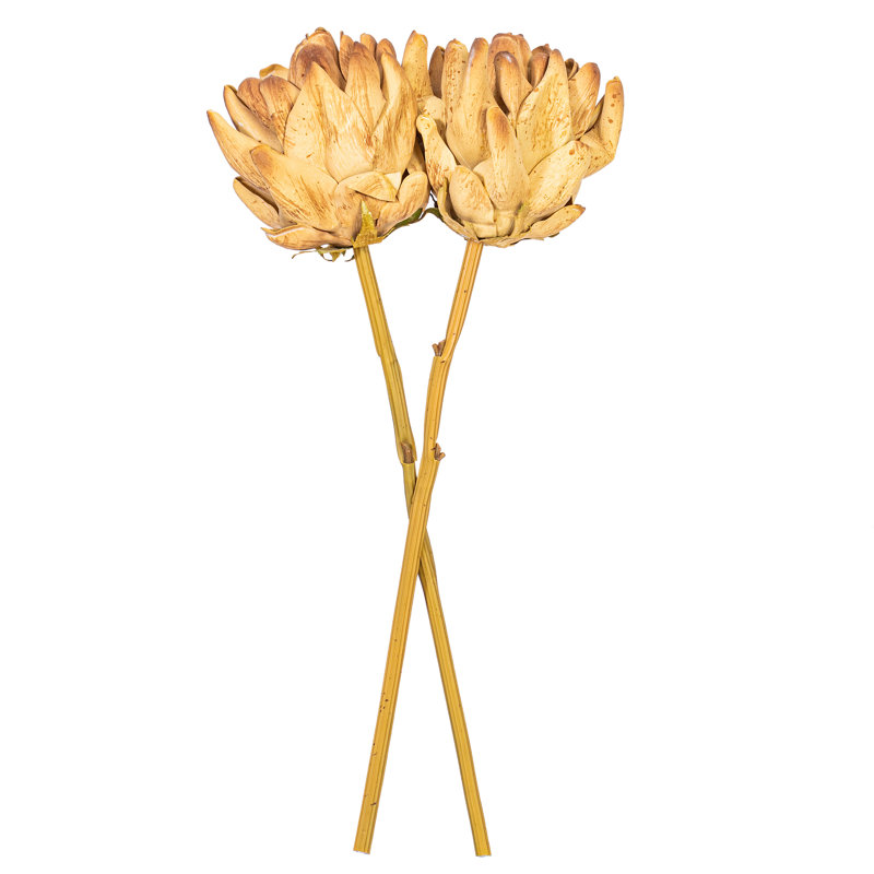 21,5 "brun clair Protea Stem 2 / Bag 21.5 plante, Brun clair
