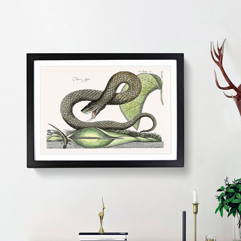 Brown Viper Snake by Mark Catesby - Picture Frame Painting Print, 48cm H x 65cm W x 2cm D, Black Framed