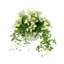 Budding Hydrangea Arrangement In Rippled Vase With Tradescantia And Fern