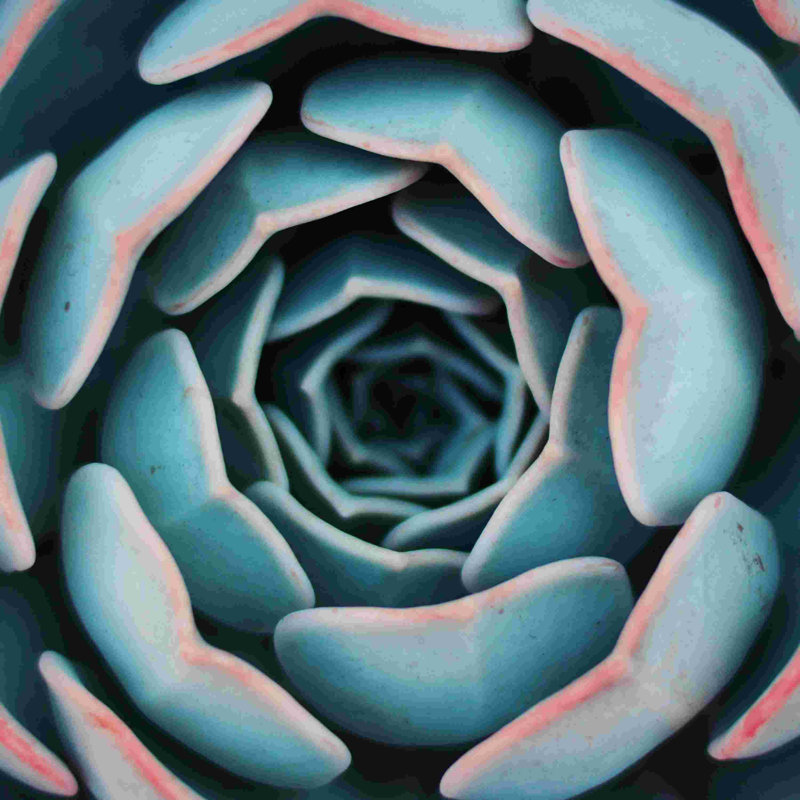 Macro succulente, H 12 po x l 12 po
