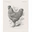 Ophelia & Co., "Wild Apple", galerie d'art sur toile tendue, vintage Farm Life III-169416696