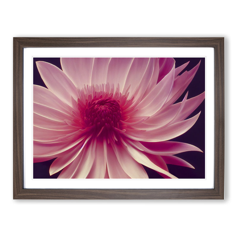 Cute Chrysanthemum Flower - Framed Print, 34cm H x 46cm W x 2cm D, Walnut