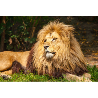 Lion Relaxing in the Grass - Wrapped Canvas Photograph