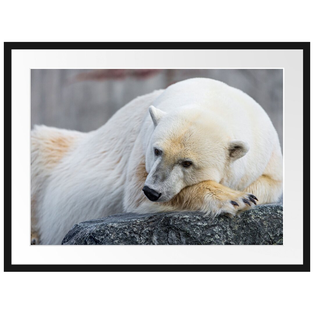 Gerahmtes Poster Schlafender Eisbär