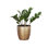 Live ZZ Houseplant in Classic Pot