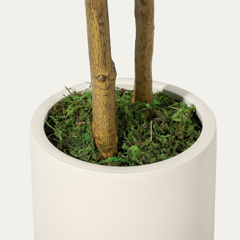 152cm Plant