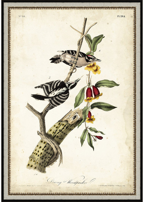 " Downy Woodpecker "