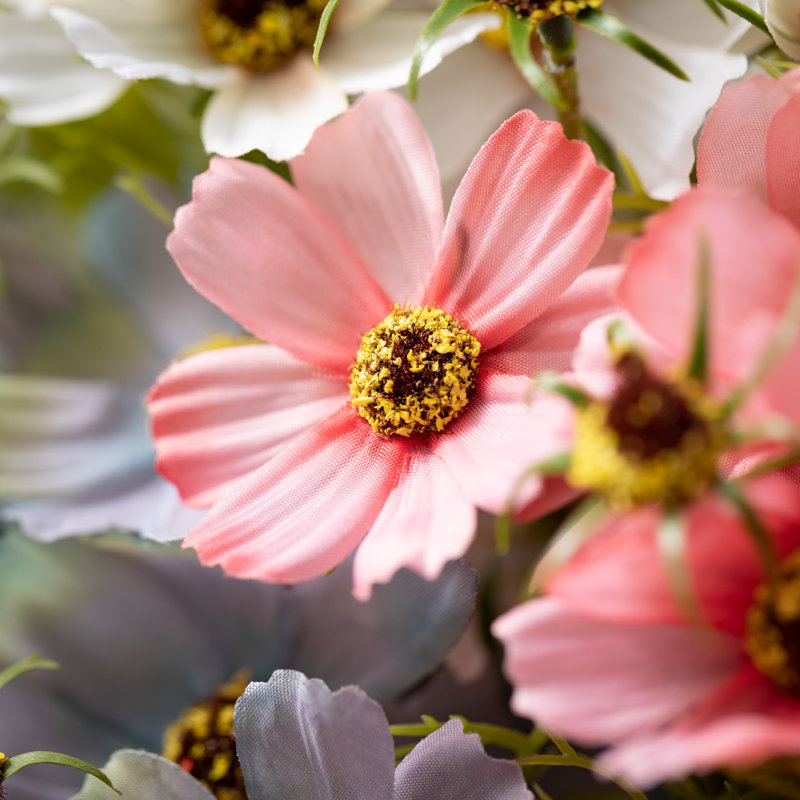 Tiges de Gosborough Cosmos