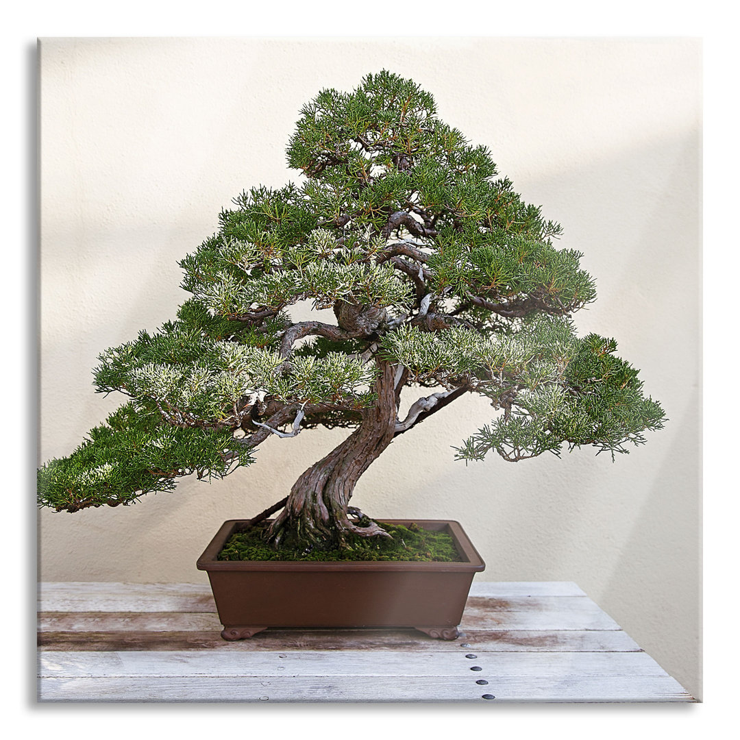 Glasbild Bonsai Baum