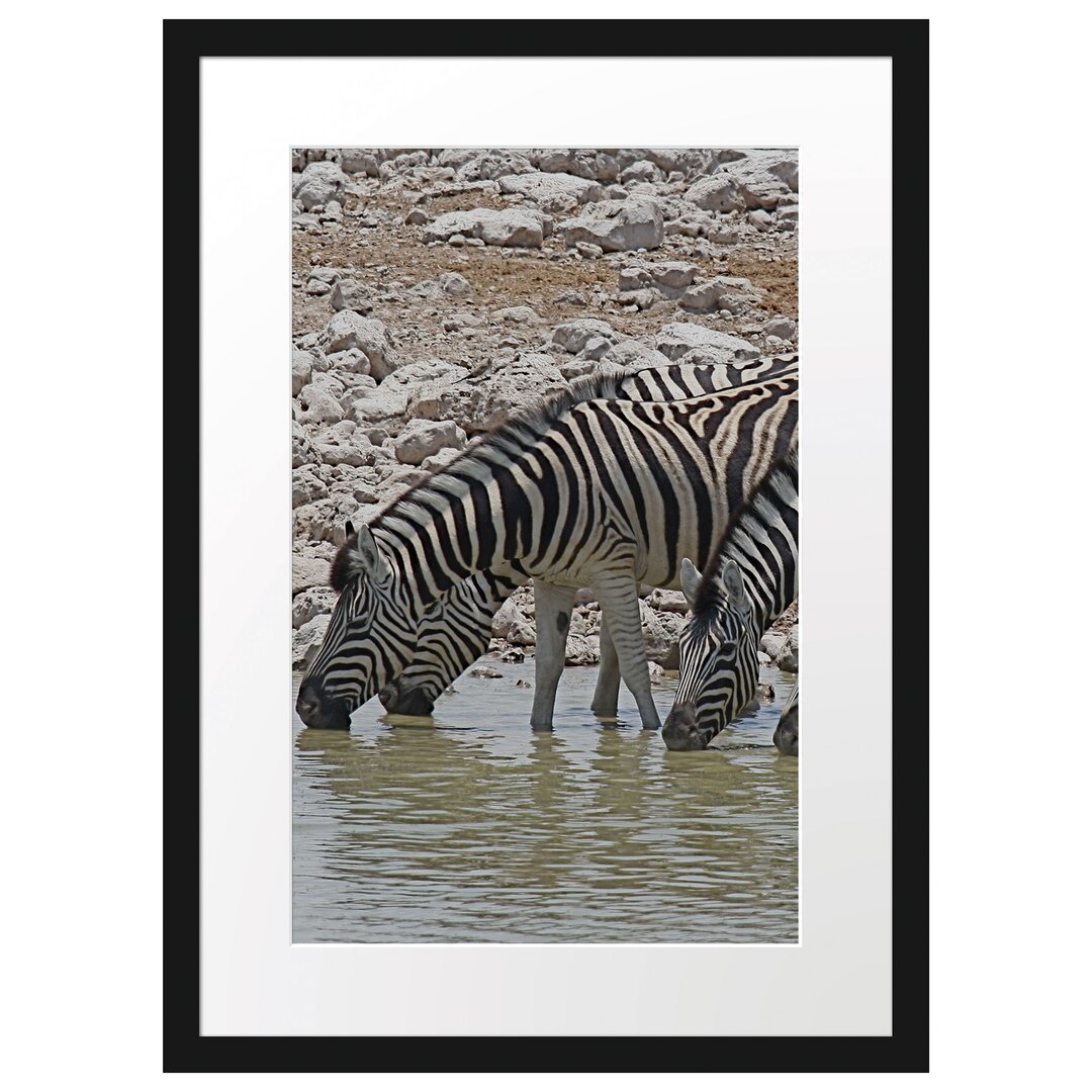 Gerahmtes Poster Zebraherde an der Tränke