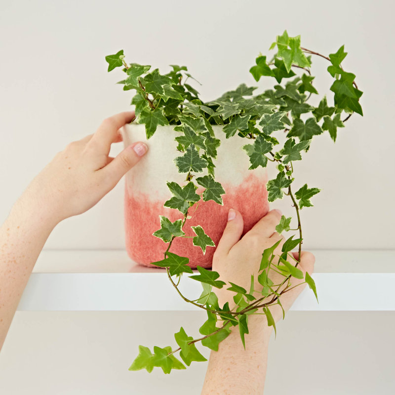 Plant Stand, Peach
