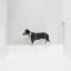 Clear Zig Zag Pet Gate Wall Mounted Pet Gate with Gold Latch-73950544-114890266-125852531