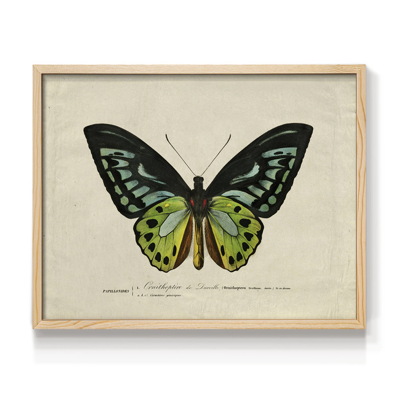 Faune rétro-XXIX - reproduction encadrée - réaménageable, H 11 po x l 14 po, Naturel
