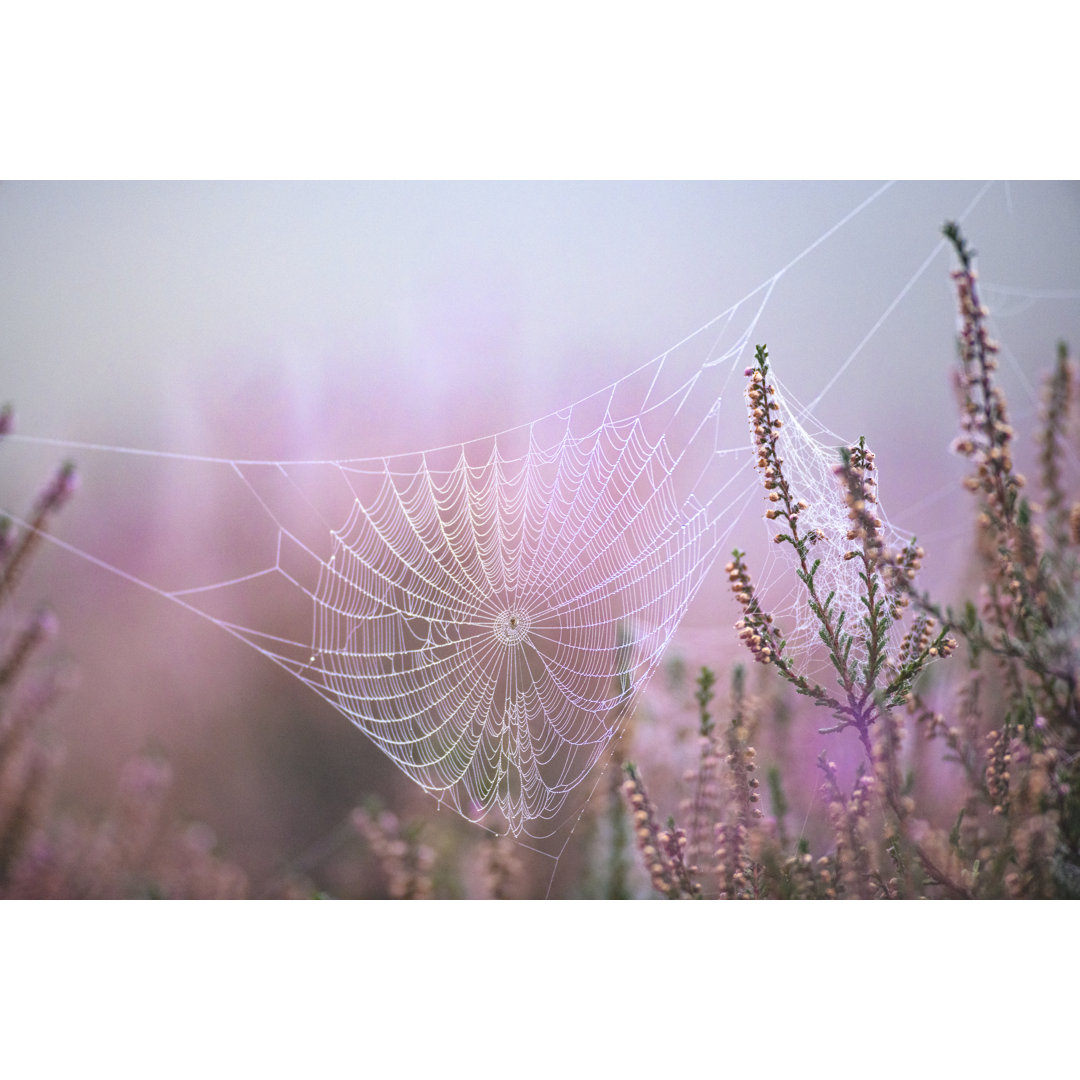 Heather Flowers And Web von Sjo - Kunstdrucke auf Leinwand