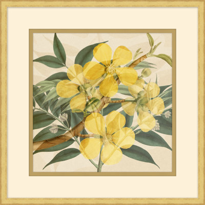 Golden Briar  Golden Briar 1