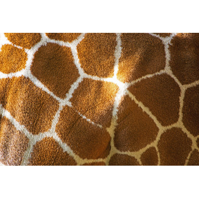 Peau de girafe réticulée par Alpographe
