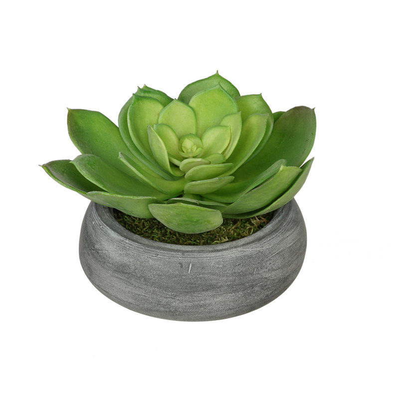 Jardinière avec succulent Echeveria artificielle, Gris, Vert