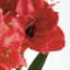 Ensemble de 2 ampoules Barrary AMaryllis-129903253