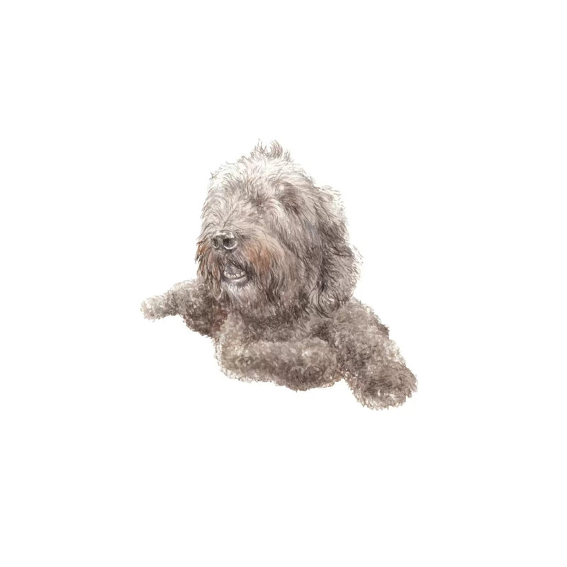 Labradoodle by Wandering Laur - Wrapped Canvas Print, 45.72cm H x 30.48cm W x 1.91cm D