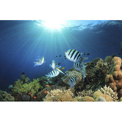 Tropical Fish