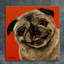 Pug Photograph 1 Piece Wrapped Canvas Painting-1344333581