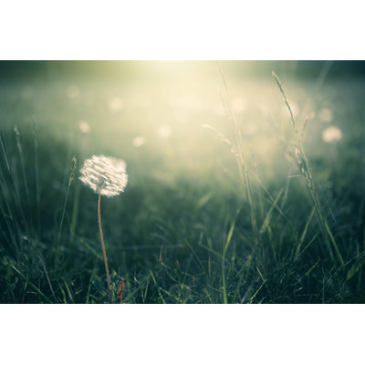 Forest Meadow by Olga_Gavrilova - Wrapped Canvas Print
