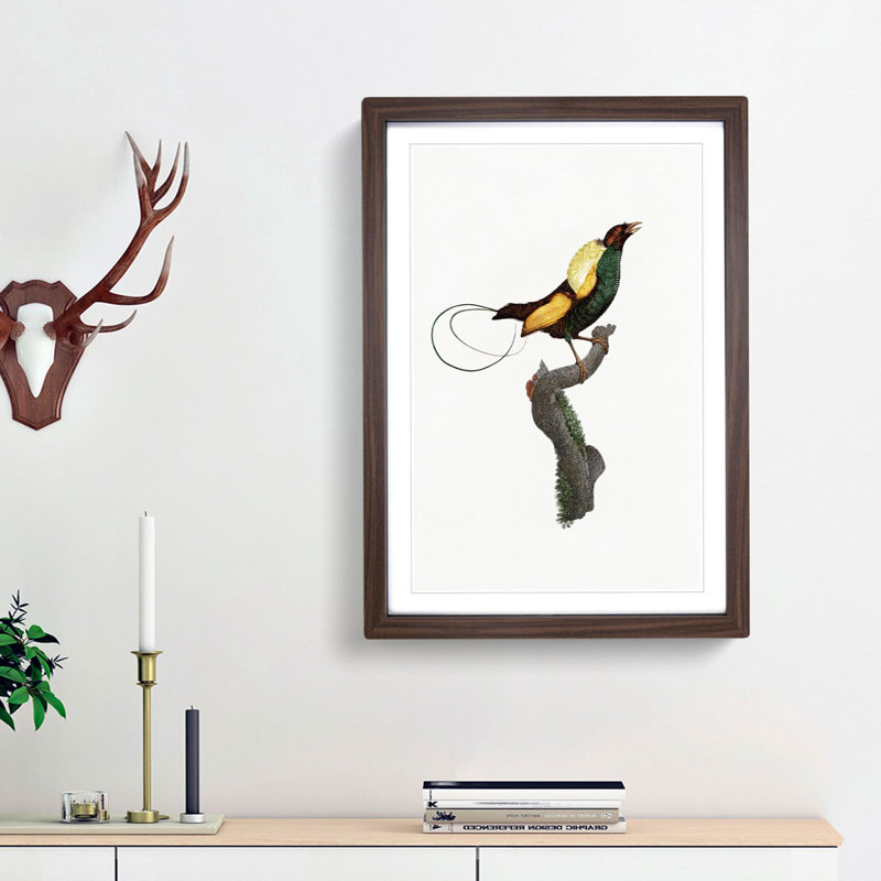 A Magnificent Bird Of Paradise by Jacques Barraband - Single Picture Frame Painting, 63cm H x 45cm W x 2cm D, Walnut Framed