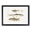 Carp and Loach Fish Illustrations by John Edward Gray - Picture Frame Graphic Art Print-55514011-55514012