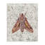 Toile Moth Over Leaf, conception de Cady-1081727090